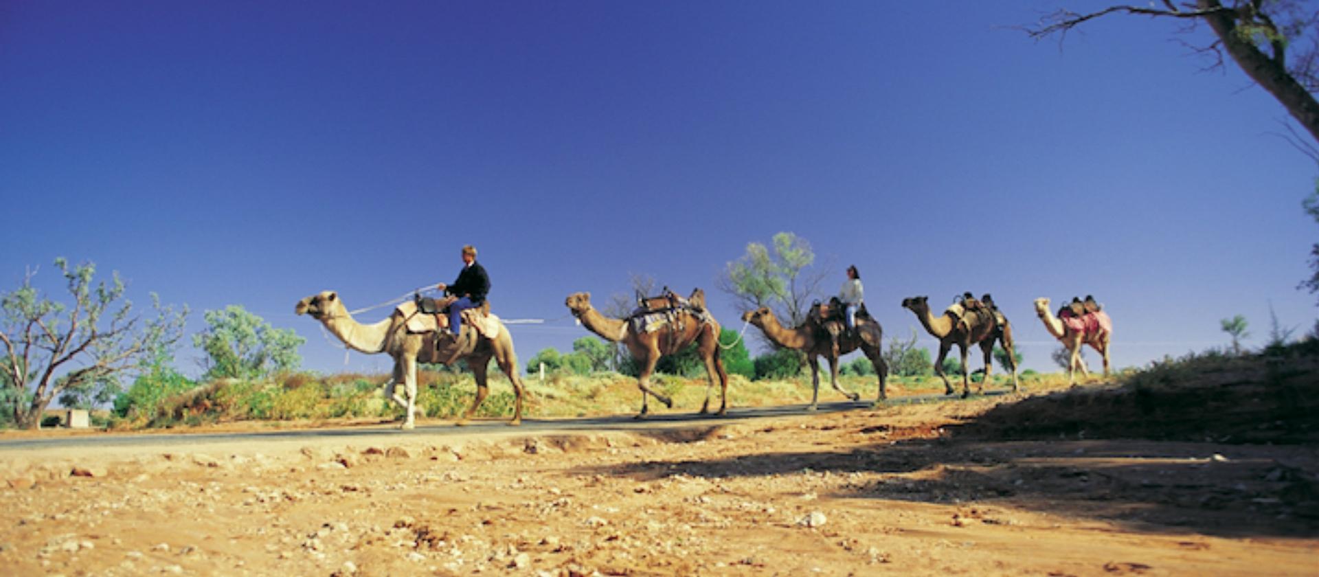 Camel Trek, Silverton near Broken Hill